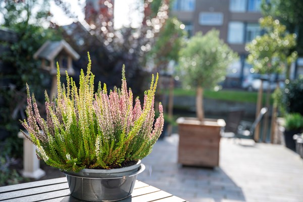 Medium property photo - Pottenbakkersstraat 8, 8701 EA Bolsward